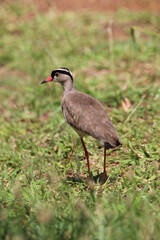 Naklejka premium Crowned plover standing in the grass.