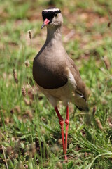 Crowned plover standing in the grass.