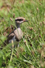Crowned plover chick standing in the grass.