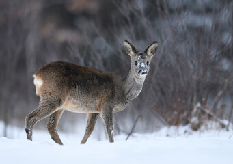 Roe deer female ( Capreolus capreolus )