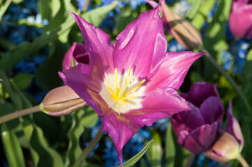 Fototapeta premium lila tulip flowers in garden. fresh and beautifull background.