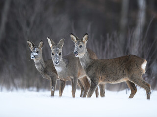 Roe deer females pack ( Capreolus capreolus )