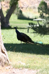 Peacock foraging in a picnic meadow