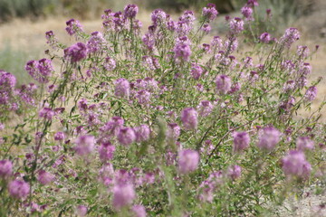 Nevada WildFlowers