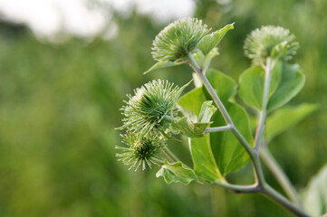 In the wildlife grows burdock (Arctium)