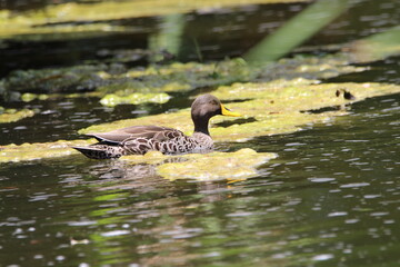 Yellow billed duck swimming in the water.