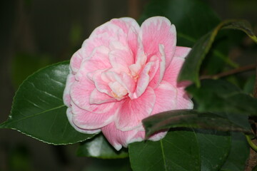 Obraz premium Camillia Flower in the water