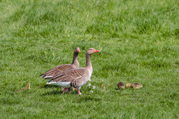 Greylag goose, Anser anser, family with goslings on a green field, near Rotterdam in The Netherlands