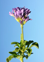 The field is blooming alfalfa