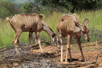 Obraz na płótnie Canvas Kudu standing in the grass.