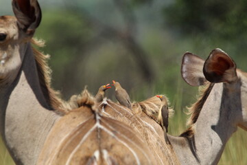 Kudu standing in the grass.