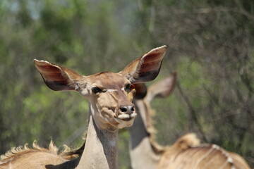 Kudu standing in the grass.