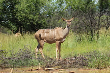 Kudu standing in the grass.