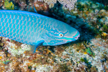 Fototapeta na wymiar A Striped Parrotfish swimming across the reef