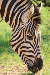 Fototapeta premium Zebra standing on the ground.