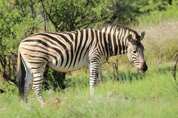 Naklejka premium Zebra standing on the ground.