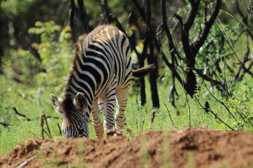 Fototapeta na wymiar Zebra standing on the ground.
