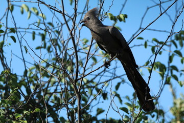 Grey lourie perched on a tree branch.