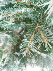Snowy evergreen tree branches in forest