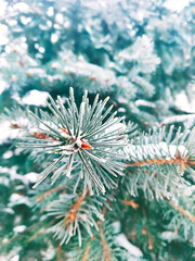 Naklejka na ściany i meble Snowy fir pine branches in forest