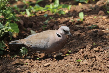 Ring neck dove walking on the ground.