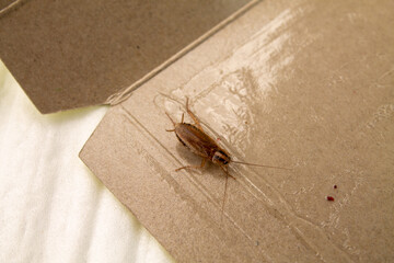 House cockroach. On neutral beige background. Top view.
