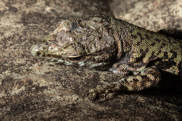 Obraz premium Case of mimicry of a lizard resting on a rock of the same color and with the same texture, concept of adaptation of nature in defense from predators
