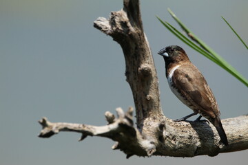 Male bronze mannikin perched on a dead tree branch.