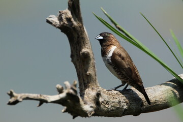 Male bronze mannikin perched on a dead tree branch.