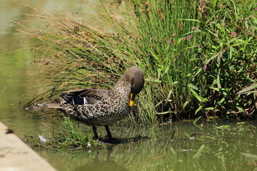 Yellow billed duck standing in the water.