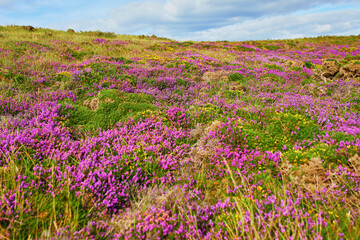 Obraz premium Scenic view of heather meadows on Cape d'Erquy, one of the most popular tourist destinations in Brittany, France