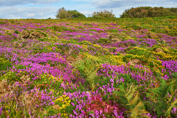 Scenic view of heather meadows on Cape d'Erquy, one of the most popular tourist destinations in Brittany, France