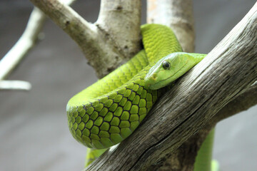 Green snake in the tree