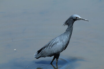 Black heron hunting in the water.