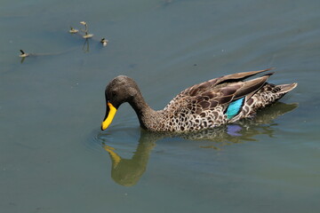 Yellow billed duck in the water.