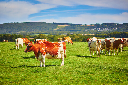 Cows grazing on a green pasture in Brittany, France