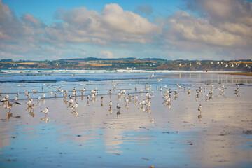 Naklejka premium Flock of seagulls on Atlantic ocean beach in Finistere, Brittany, France