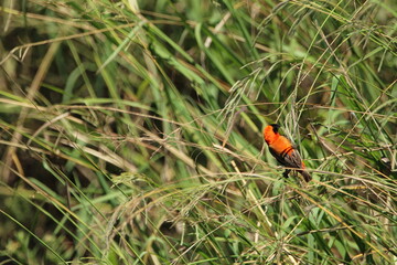 Red male bishop feeding on grass.