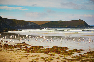 Flock of seagulls on Atlantic ocean beach in Finistere, Brittany, France