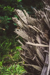 grass in the forest