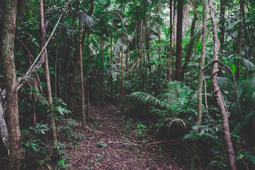 wild animal in forest