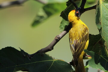 Male southern masked weaver perched on a fig tree branch.