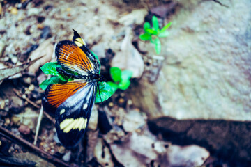 butterfly on a flower
