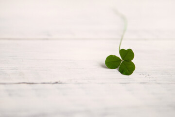 green clover symbol of St. Patrick's Day on a white wooden background