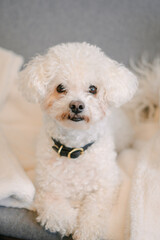 Cute white dog sitting on a chair 