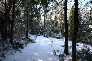 Snow Day Sierra National Forest California