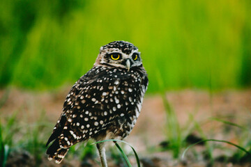 great horned owl