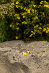Set of wedding rings on the rock with yellow flowers in the background.