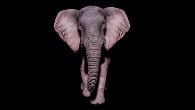Large elephant walking on the ground on an isolated background with alpha channel. Seamless loop animation for animals, nature and educational backgrounds.