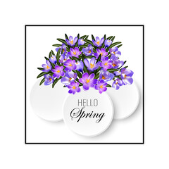 Bouquet of spring blue delicate crocus flowers, poster design, spring greeting